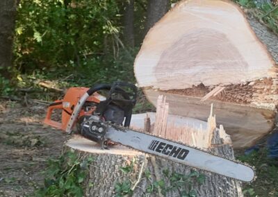 Tree Removal Projects