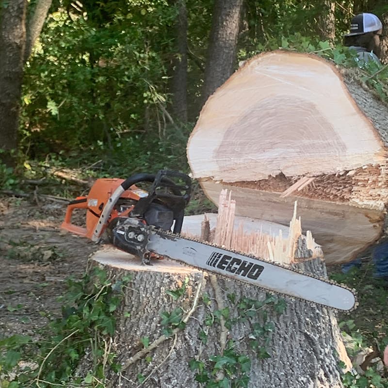 Tree Removal Project